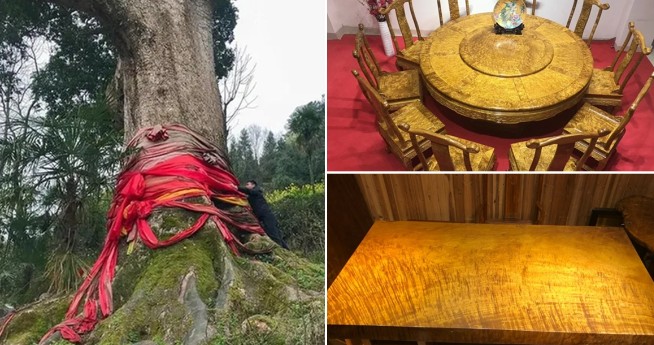 Loại gỗ quý được xem là 'báu vật' có tiền cũng chưa chắc có thể mua được nhưng không ai muốn trồng