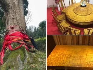 Loại gỗ quý được xem là 'báu vật' có tiền cũng chưa chắc có thể mua được nhưng không ai muốn trồng