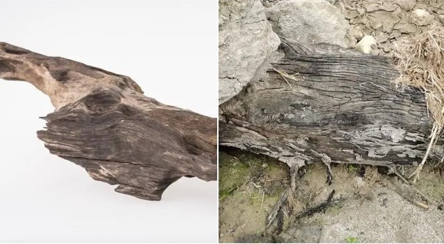 Nhà có nghìn lượng vàng không bằng sở hữu 1 cây gỗ quý này, tại sao loại gỗ này lại giá trị đến như vậy?