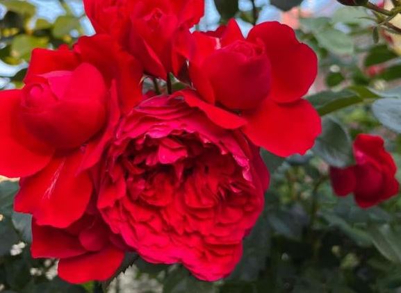 Bí quyết biến các nguyên liệu trong bếp từ vỏ chuối đến bã trà đều làm phân bón hữu cơ cho cây hoa nở rộ