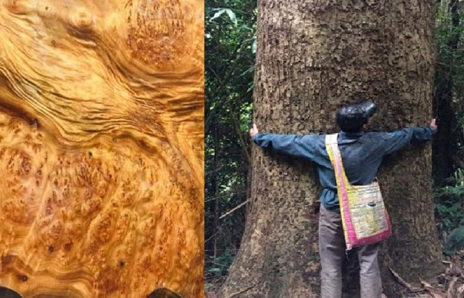 'Kỳ mộc' cực kì quý hiếm, cả Việt Nam chỉ còn 8 cây ngoài tự nhiên, giá trị 'đắt hơn vàng'