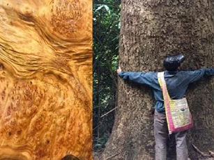 'Kỳ mộc' cực kì quý hiếm, cả Việt Nam chỉ còn 8 cây ngoài tự nhiên, giá trị 'đắt hơn vàng'