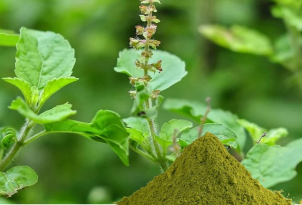 Loại cây được ví là ‘nữ hoàng thảo mộc’, lấy pha trà nhận cả loạt lợi ích: Rất quen với người Việt