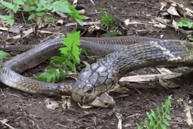 CLIP: Mãn nhãn trước màn tử chiến của rắn hổ mang chúa và hổ mang Java