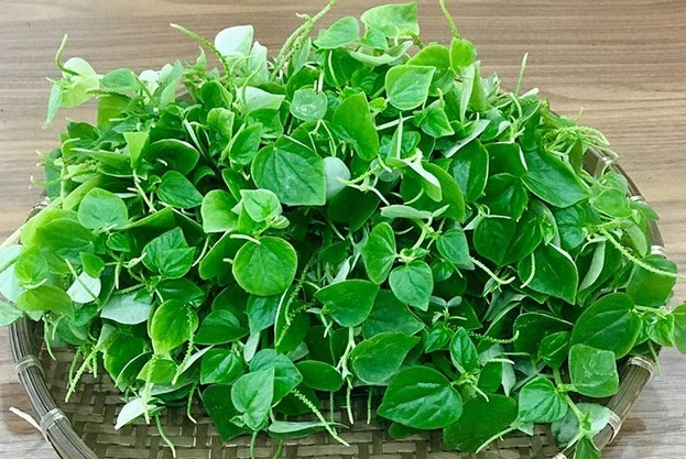 3 loại cây mọc dại ở Việt Nam nhưng được thế giới xem là ‘siêu thực phẩm’, tốt hơn cả nhân sâm