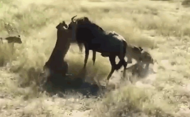 CLIP: Cuộc chạm trán nghẹt thở, 1 mình đối đầu 8 sư tử, linh dương đầu bò khiến cả bầy phải ngậm ngùi rút lui