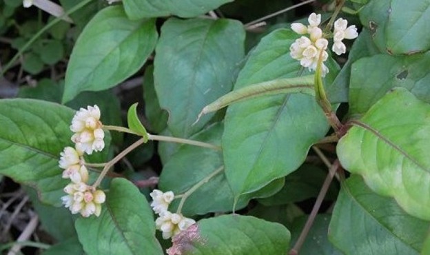 1 loại cây có tên gọi đọc “méo cả mồm”, giúp giải nhiệt, tiêu độc, trị dạ dày cực hiệu quả: Mọc hoang khắp vùng thôn quê Việt