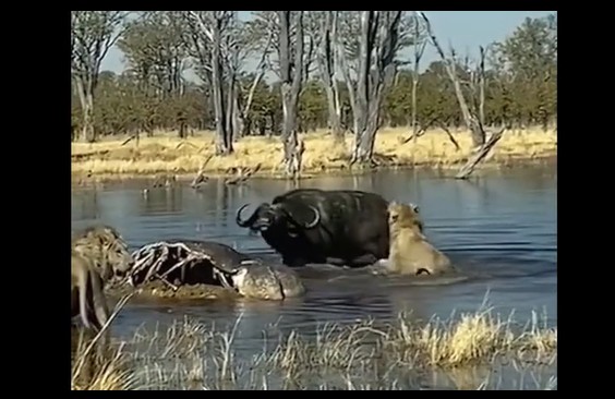 CLIP: Dũng cảm phản kháng, trâu rừng khiến sư tử "thừa sống thiếu chết"