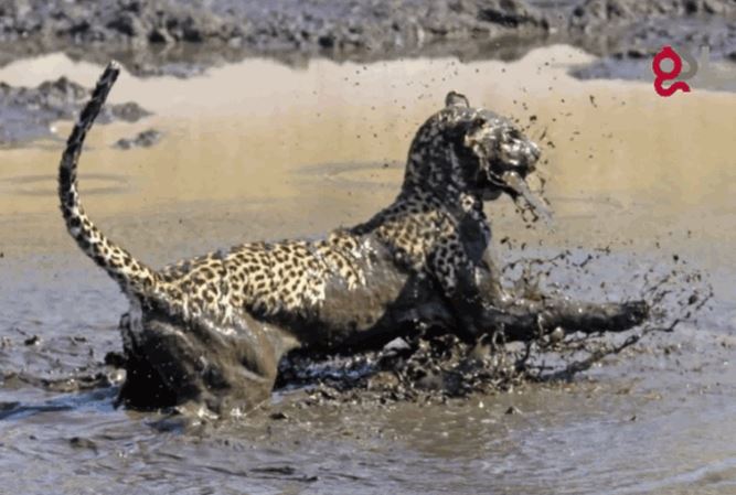 CLIP: Báo hoa mai trổ tài săn cá trê cực đỉnh