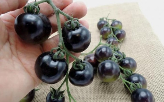 Cà chua đen có gì đặc biệt mà giá lên tới 140.000 đồng/kg vẫn cháy hàng?