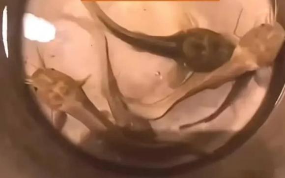 Người đàn ông quên cho cá ăn hơn một năm, nhiều con cá trê đói đến mức mất 'hình dạng cá' và biến thành 'nòng nọc khổng lồ'