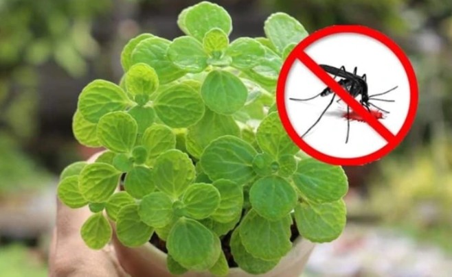 5 loại hoa và cây mà muỗi 'ghét cay ghét đắng', để vài chậu ở nhà, muỗi không dám bén mảng đến