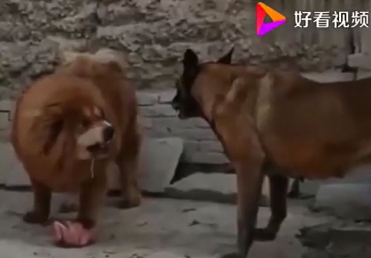 CLIP: Khiêu chiến ngao Tây Tạng, chó Becgie Bỉ nhận cái kết ít ai biết 