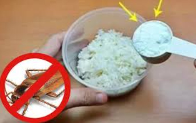 Cơm nguội thừa đừng bỏ đi, trộn với bột giặt đặt ở góc nhà, con gián ăn phải chỉ có đường chết