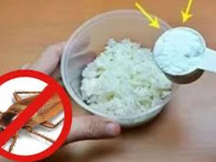 Cơm nguội thừa đừng bỏ đi, trộn với bột giặt đặt ở góc nhà, con gián ăn phải chỉ có đường chết