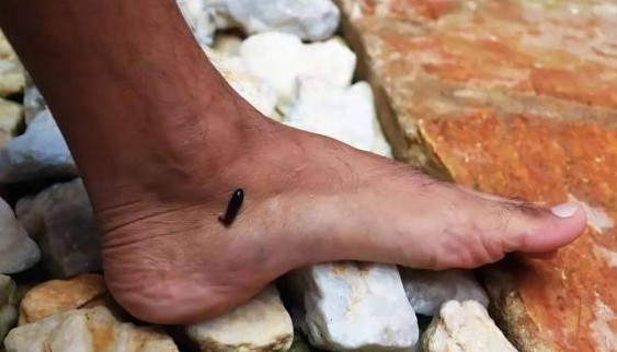 7 loài động vật hoang dã cực độc thường gặp ở nông thôn, bạn sợ con nào nhất? Sao giờ hiếm thế