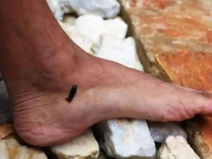 7 loài động vật hoang dã cực độc thường gặp ở nông thôn, bạn sợ con nào nhất? Sao giờ hiếm thế