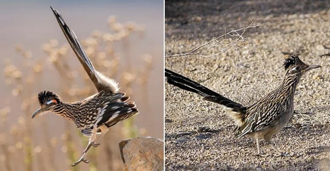 Loài gà đặc biệt cả đời không cần uống nước mà vẫn sống khỏe, có thể giết chết rắn có nọc độc cực mạnh