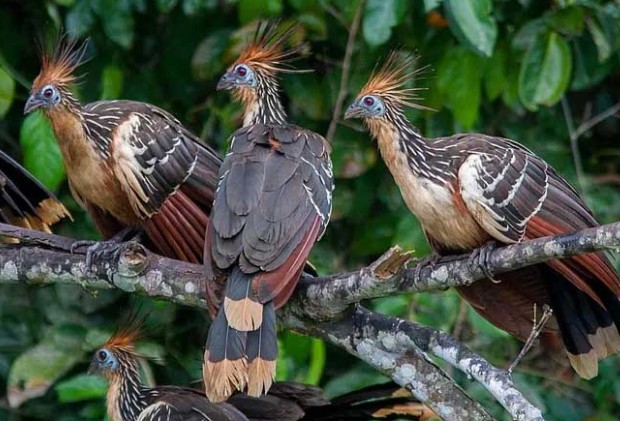 Loài gà bí ẩn nhất hành tinh: Bay lượn như chim, mới đẻ ra đã có móng vuốt ở cánh