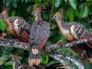 Loài gà bí ẩn nhất hành tinh: Bay lượn như chim, mới đẻ ra đã có móng vuốt ở cánh