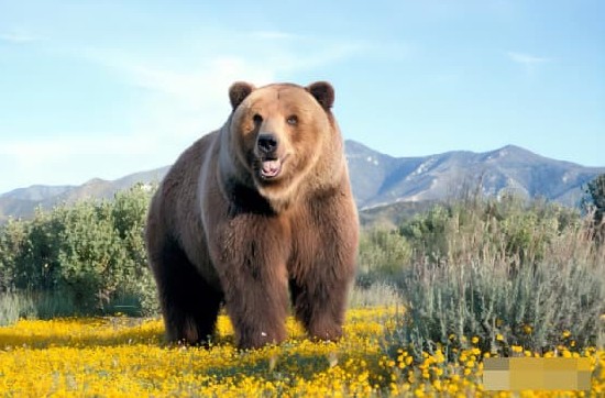 3 loài động vật tưởng chừng dễ thương, vô hại nhưng lại rất hung dữ! 99% chúng ta đã bị 'lừa bịp'