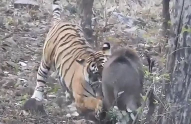 CLIP: Bị hổ ngoạm chặt cổ, lợn rừng dốc lực chống cự và cái kết ai cũng đoán được