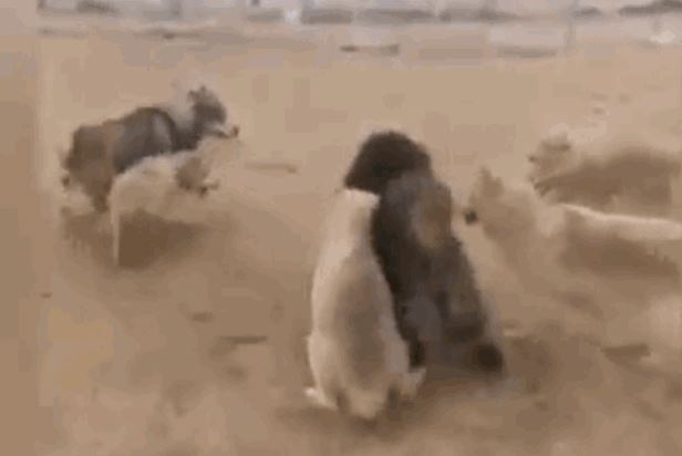 CLIP: Ngao Tây Tạng một mình đại chiến giành mồi với đàn chó sói và cái kết