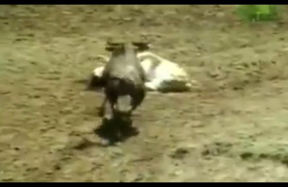 CLIP: Sư tử dùng 'mưu hèn kế bẩn' hạ gục con mồi trong tích tắc, linh dương nhận cái kết đầy bi thảm