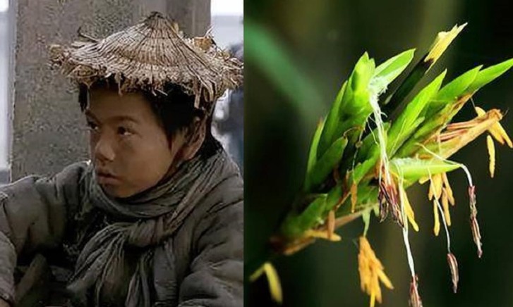 Người xưa có câu: 'Tre nở hoa, phải dời ngay đi', có cơ sở nào không? Tre nở hoa đáng sợ như thế nào?