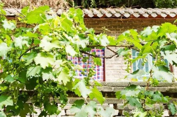 Tốt nhất không nên trồng những cây ăn quả này ngoài sân, nhiều người lỡ trồng rồi phải chặt bỏ sớm