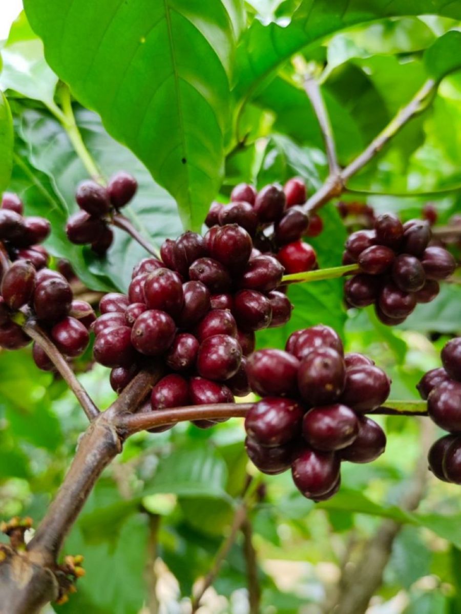 Giá nông sản ngày 5/12/2024: Hồ tiêu và cà phê đồng loạt giảm mạnh