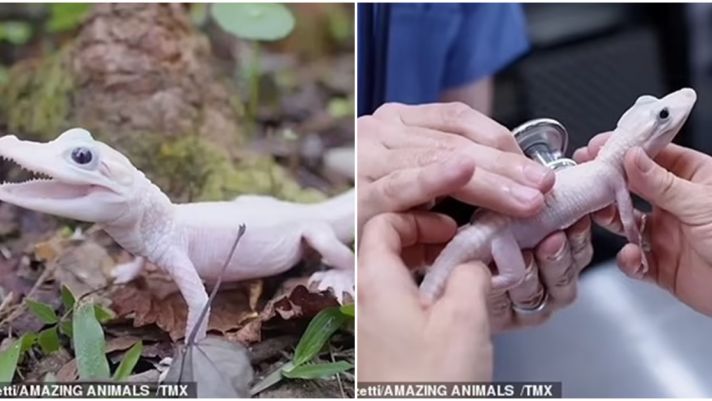 Loài cá sấu quý hiếm nhất thế giới có đôi mắt xanh như pha lê và vảy màu trắng, giá trị cực 'khủng'