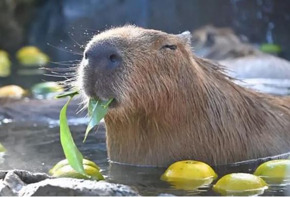 Phân của capybara ngon như thế nào? Tại sao động vật xếp hàng ăn, cá sấu còn làm 'vệ sĩ' cho nó để có miếng phân ăn
