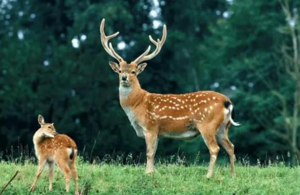 Tại sao hầu hết động vật ăn cỏ đều có sừng trên đầu nhưng động vật ăn thịt lại không có sừng?