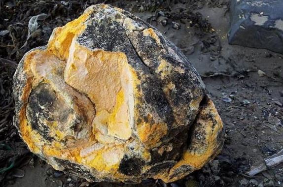 Loại 'phân' động vật được mệnh danh 'vàng nổi', một khối giá trị lên tới hàng chục tỷ đồng, xưa chỉ dành cho vua chúa