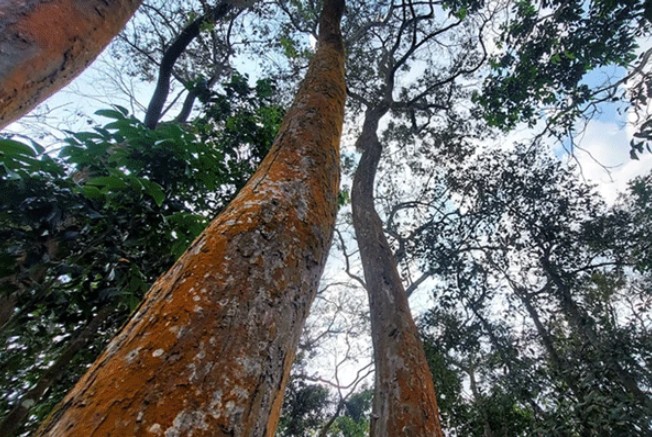 Thông tin ngôi làng có 30 cây gỗ quý nhất Việt Nam: Rộng 1000m2, được bảo vệ bằng 1 hủ tục tâm linh