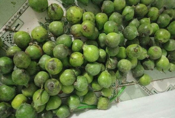Loại quả chua từng mọc dại đầy đường giờ là đặc sản 'hiếm có khó tìm', giá đắt gấp 4 lần sấu