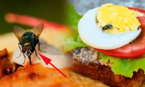 Ruồi thực sự đã làm gì khi đậu lên thức ăn của bạn?