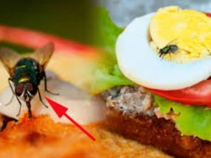 Ruồi thực sự đã làm gì khi đậu lên thức ăn của bạn?
