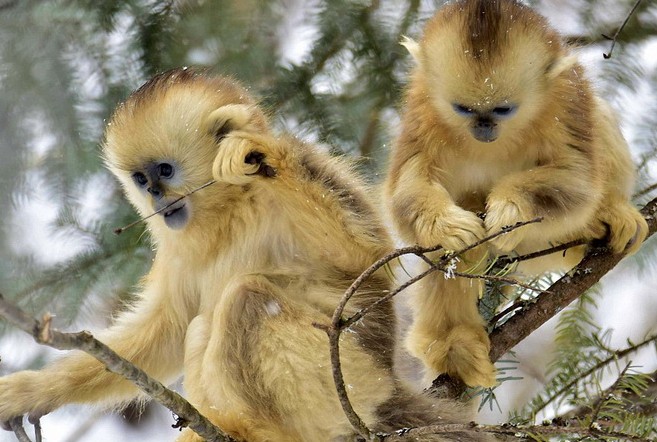 Sau ngày 6/12:  3 con giáp vận may bùng nổ, rực rỡ tiến tới tiền tài và danh vọng