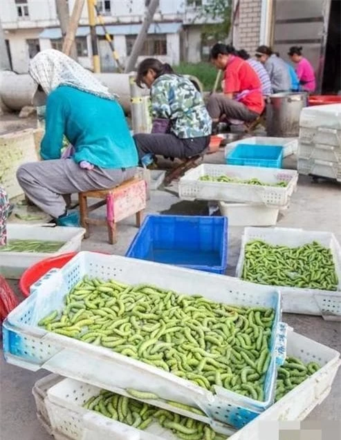 sâu xanh, món ăn sâu xanh, sâu đậu nành, món ăn rùng rợn