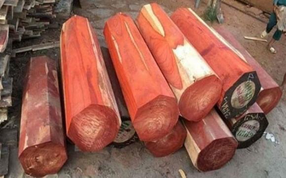 Gỗ đắt nhất thế giới có lõi chảy ra 'vàng lỏng', Việt Nam chỉ có khoảng 3.000 cây, đó là?