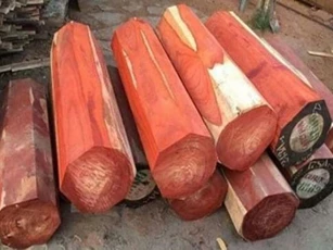 Gỗ đắt nhất thế giới có lõi chảy ra 'vàng lỏng', Việt Nam chỉ có khoảng 3.000 cây, đó là?