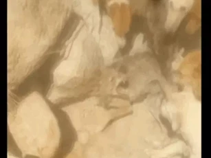CLIP: Chó sói bị đàn chó săn truy sát khi ăn trộm cừu và cái kết bi thảm cho kẻ xâm phạm