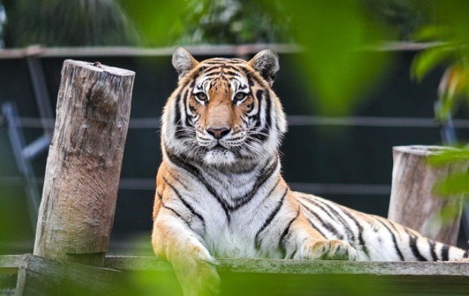 Tử vi tuổi Dần tháng 12/2024: Thử thách và cơ hội đan xen, kiên nhẫn để vững bước