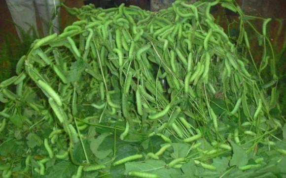 Món ăn sâu xanh 'béo núng nính' tạo nên ngành công nghiệp lớn, giúp nhiều người nông dân 'đổi đời'