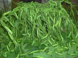 Món ăn sâu xanh 'béo núng nính' tạo nên ngành công nghiệp lớn, giúp nhiều người nông dân 'đổi đời'