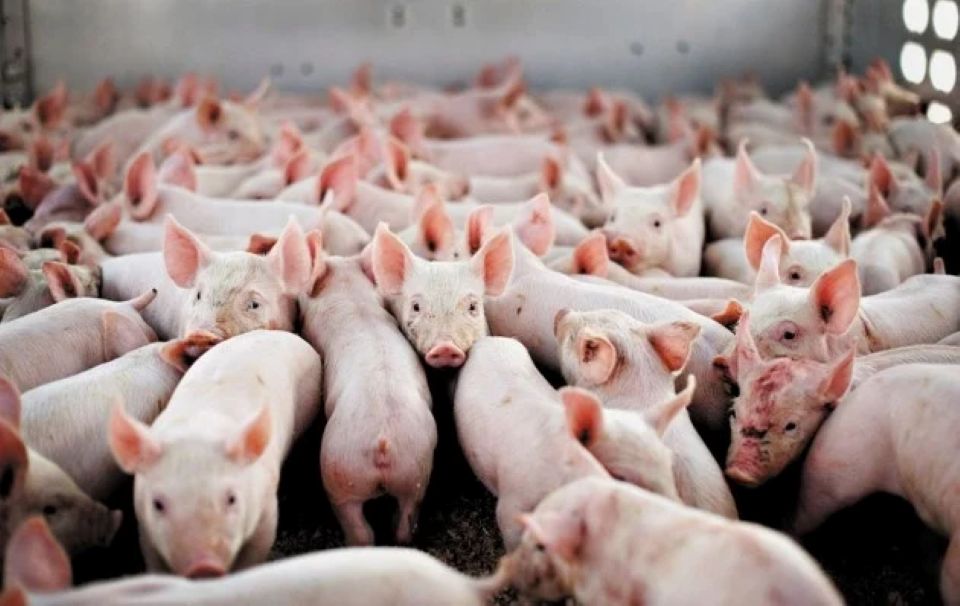 Giá heo hơi ngày 7/12/2024: Nhiều khu vực tiếp tục tăng giá 