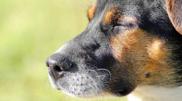 Vì sao những chú chó chọn nơi kín đáo trước khi sắp chết? Câu chuyện cảm động phía sau được tiết lộ