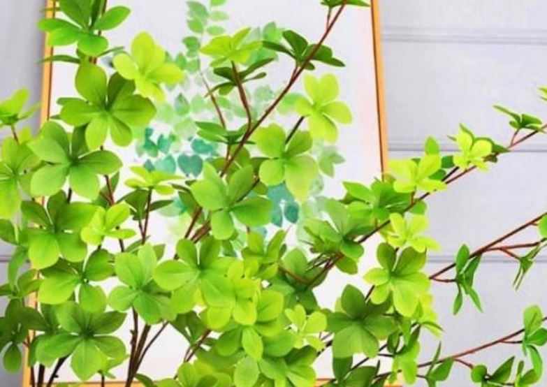 Cành lá nào có giá đắt nhất Việt Nam?